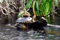 Towering Turtles